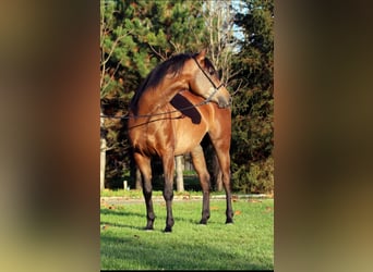 Pura Raza Árabe, Caballo castrado, 3 años, 150 cm, Castaño claro