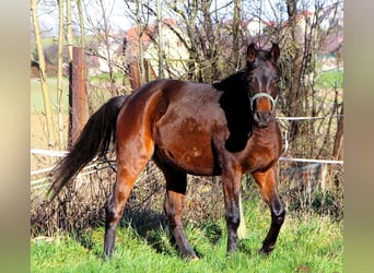 Pura Raza Árabe, Caballo castrado, 3 años, 150 cm, Castaño oscuro