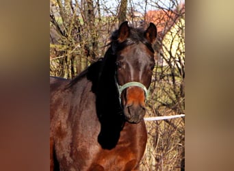 Pura Raza Árabe, Caballo castrado, 3 años, 150 cm, Castaño oscuro