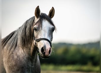 Pura Raza Árabe, Caballo castrado, 3 años, 150 cm, Tordo