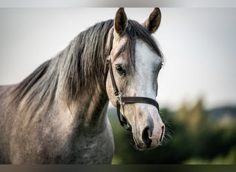Pura Raza Árabe, Caballo castrado, 3 años, 150 cm, Tordo