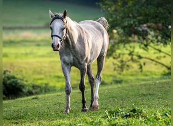 Pura Raza Árabe, Caballo castrado, 3 años, 150 cm, Tordo