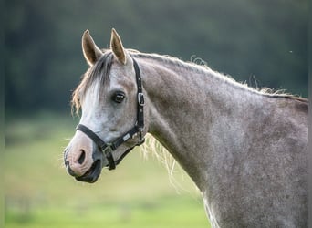 Pura Raza Árabe, Caballo castrado, 3 años, 150 cm, Tordo