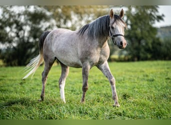 Pura Raza Árabe, Caballo castrado, 3 años, 150 cm, Tordo