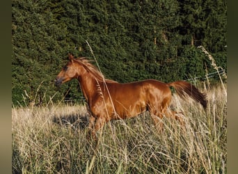 Pura Raza Árabe, Caballo castrado, 3 años, 152 cm, Alazán
