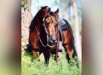 Pura Raza Árabe, Caballo castrado, 3 años, 152 cm, Tordo