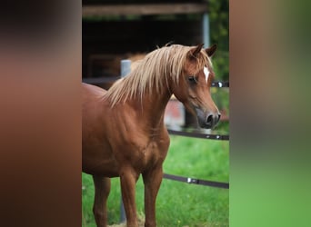 Pura Raza Árabe, Caballo castrado, 3 años, 153 cm, Alazán