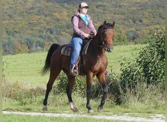 Pura Raza Árabe, Caballo castrado, 3 años, 153 cm, Castaño