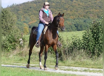 Pura Raza Árabe, Caballo castrado, 3 años, 153 cm, Castaño