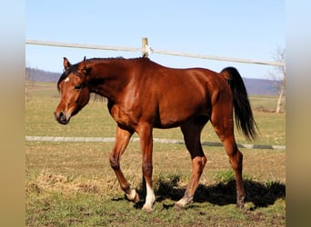 Pura Raza Árabe, Caballo castrado, 3 años, 153 cm, Castaño