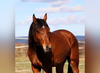 Pura Raza Árabe, Caballo castrado, 3 años, 153 cm, Castaño