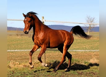 Pura Raza Árabe, Caballo castrado, 3 años, 153 cm, Castaño