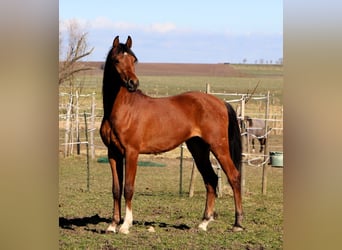 Pura Raza Árabe, Caballo castrado, 3 años, 153 cm, Castaño