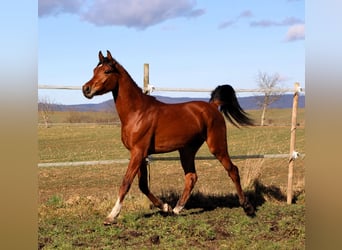 Pura Raza Árabe, Caballo castrado, 3 años, 153 cm, Castaño