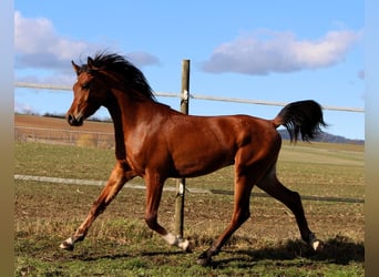 Pura Raza Árabe, Caballo castrado, 3 años, 153 cm, Castaño