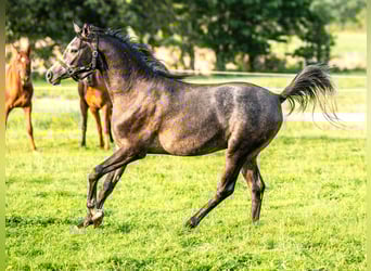 Pura Raza Árabe, Caballo castrado, 3 años, 153 cm, Tordo