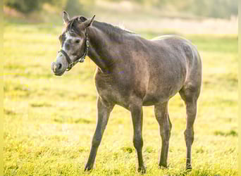 Pura Raza Árabe, Caballo castrado, 3 años, 153 cm, Tordo
