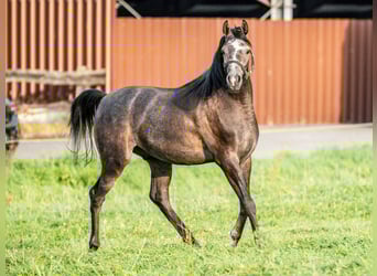 Pura Raza Árabe, Caballo castrado, 3 años, 153 cm, Tordo