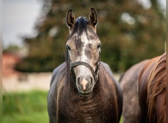 Pura Raza Árabe, Caballo castrado, 3 años, 153 cm, Tordo