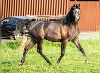 Pura Raza Árabe, Caballo castrado, 3 años, 153 cm, Tordo