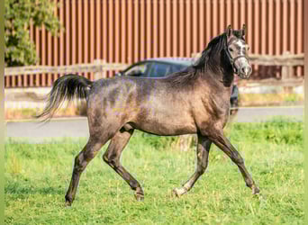 Pura Raza Árabe, Caballo castrado, 3 años, 153 cm, Tordo