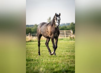 Pura Raza Árabe, Caballo castrado, 3 años, 153 cm, Tordo