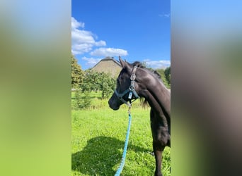 Pura Raza Árabe, Caballo castrado, 3 años, 153 cm, Tordo