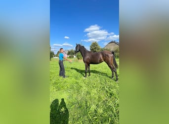 Pura Raza Árabe, Caballo castrado, 3 años, 153 cm, Tordo