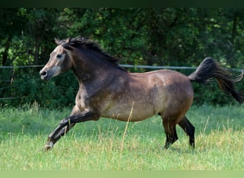 Pura Raza Árabe, Caballo castrado, 3 años, 154 cm, Tordo