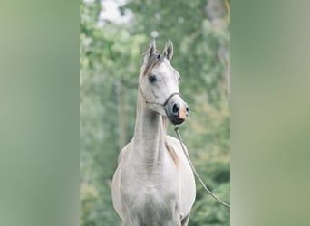 Pura Raza Árabe, Caballo castrado, 3 años, 154 cm, Tordo rodado