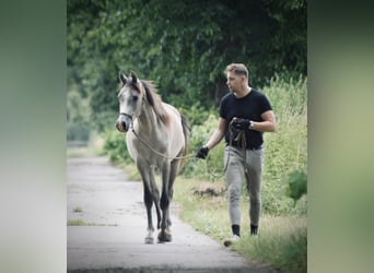 Pura Raza Árabe, Caballo castrado, 3 años, 154 cm, Tordo rodado