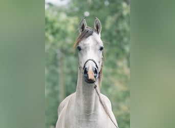 Pura Raza Árabe, Caballo castrado, 3 años, 154 cm, Tordo rodado