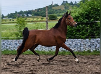 Pura Raza Árabe, Caballo castrado, 3 años, 155 cm, Castaño