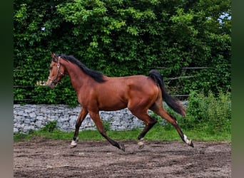 Pura Raza Árabe, Caballo castrado, 3 años, 155 cm, Castaño