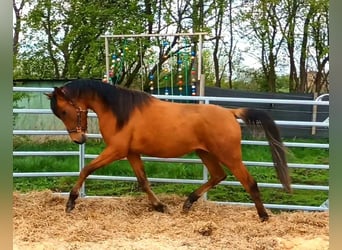 Pura Raza Árabe Mestizo, Caballo castrado, 3 años, 155 cm, Castaño