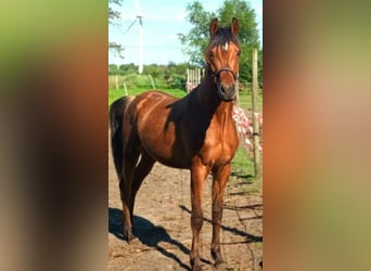Pura Raza Árabe Mestizo, Caballo castrado, 3 años, 155 cm, Castaño