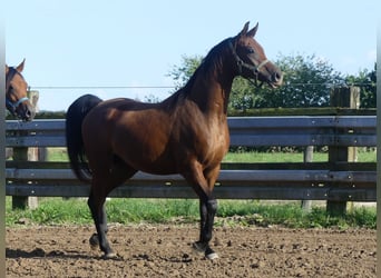 Pura Raza Árabe, Caballo castrado, 3 años, 155 cm, Castaño