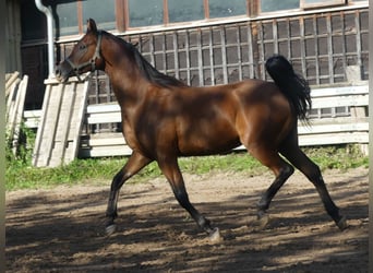 Pura Raza Árabe, Caballo castrado, 3 años, 155 cm, Castaño