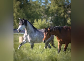 Pura Raza Árabe, Caballo castrado, 3 años, 155 cm, Castaño
