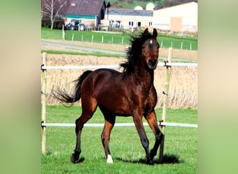Pura Raza Árabe, Caballo castrado, 3 años, 155 cm, Castaño