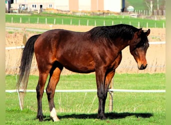 Pura Raza Árabe, Caballo castrado, 3 años, 155 cm, Castaño