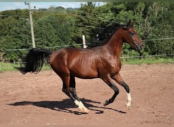 Pura Raza Árabe, Caballo castrado, 3 años, 155 cm, Castaño oscuro