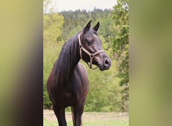 Pura Raza Árabe, Caballo castrado, 3 años, 155 cm, Negro