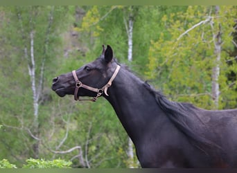 Pura Raza Árabe, Caballo castrado, 3 años, 155 cm, Negro
