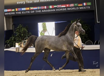 Pura Raza Árabe, Caballo castrado, 3 años, 155 cm, Tordillo negro