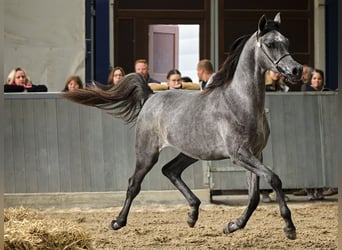 Pura Raza Árabe, Caballo castrado, 3 años, 155 cm, Tordillo negro