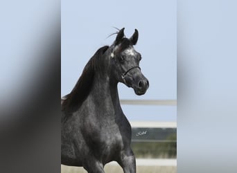 Pura Raza Árabe, Caballo castrado, 3 años, 155 cm, Tordillo negro