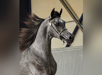 Pura Raza Árabe, Caballo castrado, 3 años, 155 cm, Tordillo negro