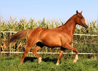 Pura Raza Árabe, Caballo castrado, 3 años, 156 cm, Alazán