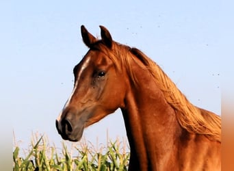 Pura Raza Árabe, Caballo castrado, 3 años, 156 cm, Alazán